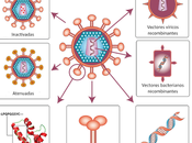 Sistema Inmunitario III: aspectos médicos