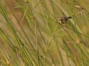 Doradito copetón (Crested Doradito) Pseudocolopteryx sclateri