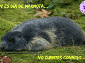 marmota
