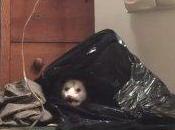 Mujer graba extraño encuentro zarigüeyas armario