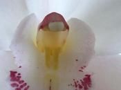 Fotografiando orquídea