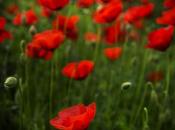 Flores Plantas