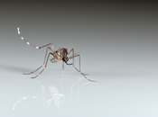 genes pueden determinar usted carnada para mosquitos