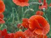 Amapola