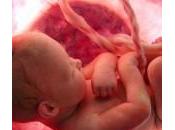 exposición feto contaminantes ambientales altera fertilidad