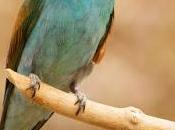 Abejarucos otros vecinos