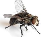 Trucos para alejar moscas hogar