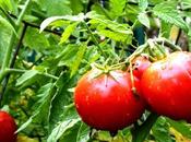 Como plantar tomates facil