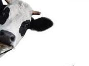 Reseña: ¡Muuu!