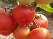 Comienza cosecha tomates 2015