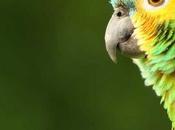 ¿Qué significa soñar loros?