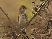 Choca corona rojiza (Rufous-capped antshrike) Thamnophilus ruficapillus