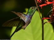 Picaflor zafiro (Fork-tailed woodnymph) Thalurania furcata