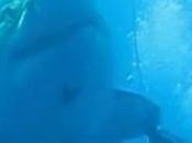 Buzo saluda tiburón blanco gigante