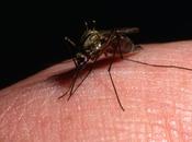 Remedios para picaduras mosquitos