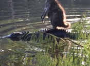 mapache cruza sobre cocodrilo Bosque Nacional Ocala, Florida
