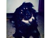 Cosas perro enseñó