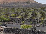 viñas volcán