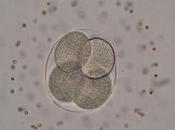 partir años debe recurrir óvulos donados para concepción