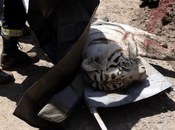 Tigre escapó zoológico georgia mata hombre
