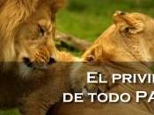privilegio todo padre