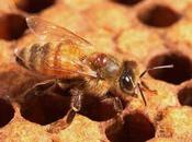 complejidad salud abejas requiere soluciones científicas