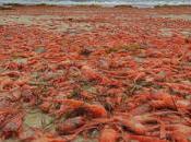 Plaga crustáceos playas California