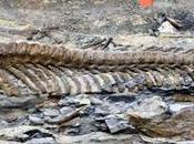Recuperan vértebras primera cola articulada dinosaurio México