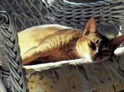 gato