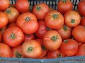 Tomates terreno