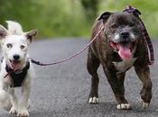 perrito ciego tiene guia mejor amigo