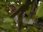 Halcón montés chico (Barred Forest-Falcon) Micrastur ruficollis