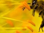 ¿Conoces abejas polinización? know role bees pollination? (Span Eng)