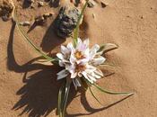 lirio Sahara (androcymbium wyssianum)