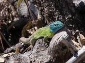 Lagarto verdinegro (Lacerta schreiberi) Camino Santiago