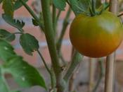 ensalada tomates huerto