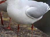 Gaviota reidora-chroicocephalus ridibundus-black headed gull