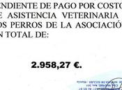 Asociacion Murcia Adopta necesita ayuda hunden