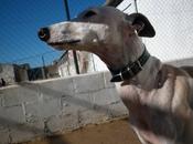 Zoido recuperado esperando familia