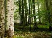 bosque