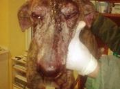 Pensabas habia visto todo??? galga rescatada tiro frente!!!!