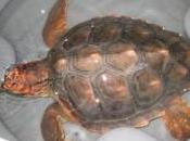 delicado equilibrio tortugas marinas