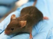 Bloquean 'hormona hambre' hacen adelgazar ratones siguen dieta alta grasas