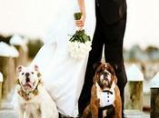 Bodas mascotas: ¿las hacemos participen?