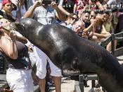 Cabárceno: Espectáculo Leones Marinos