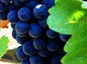Syrah