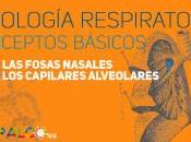 Fisiología respiratoria: conceptos básicos