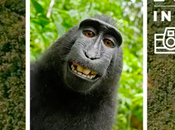 animales fotógrafos