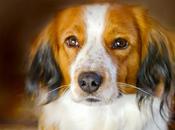 consejos básicos para salud higiene perro