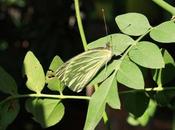 guarida mariposa